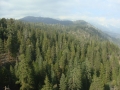 Sequoia NP